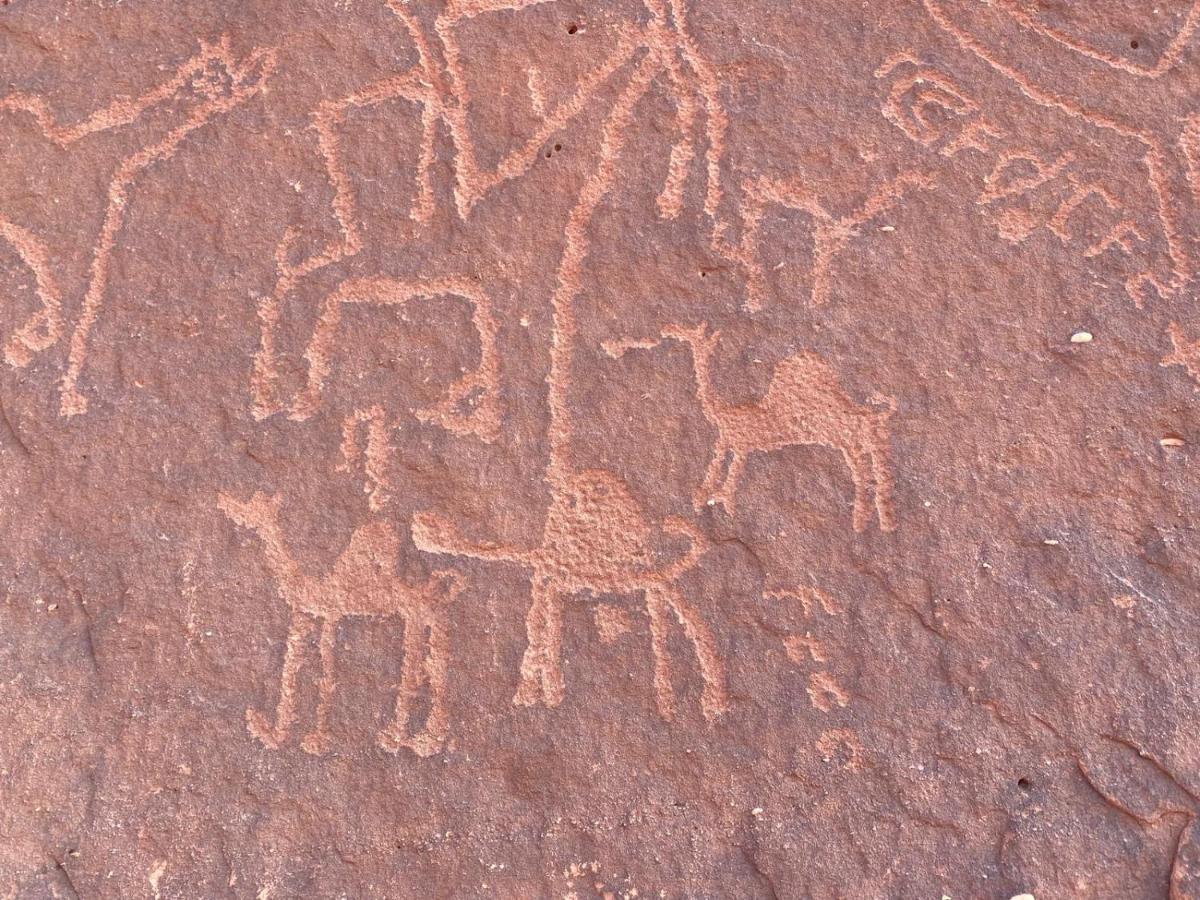 Wadirum Zeid Camp&Tours Wadi Rum Extérieur photo